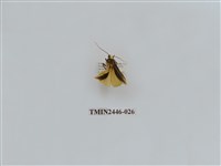 藏品(雙帶長苔蛾)的圖片